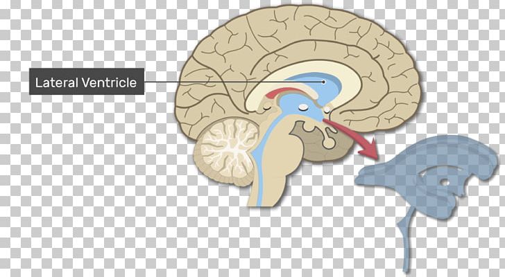 Ventricular System Human Brain Lateral Ventricles Anatomy PNG, Clipart, Anatomy, Brain, Central Canal, Cerebrospinal Fluid, Fourth Ventricle Free PNG Download