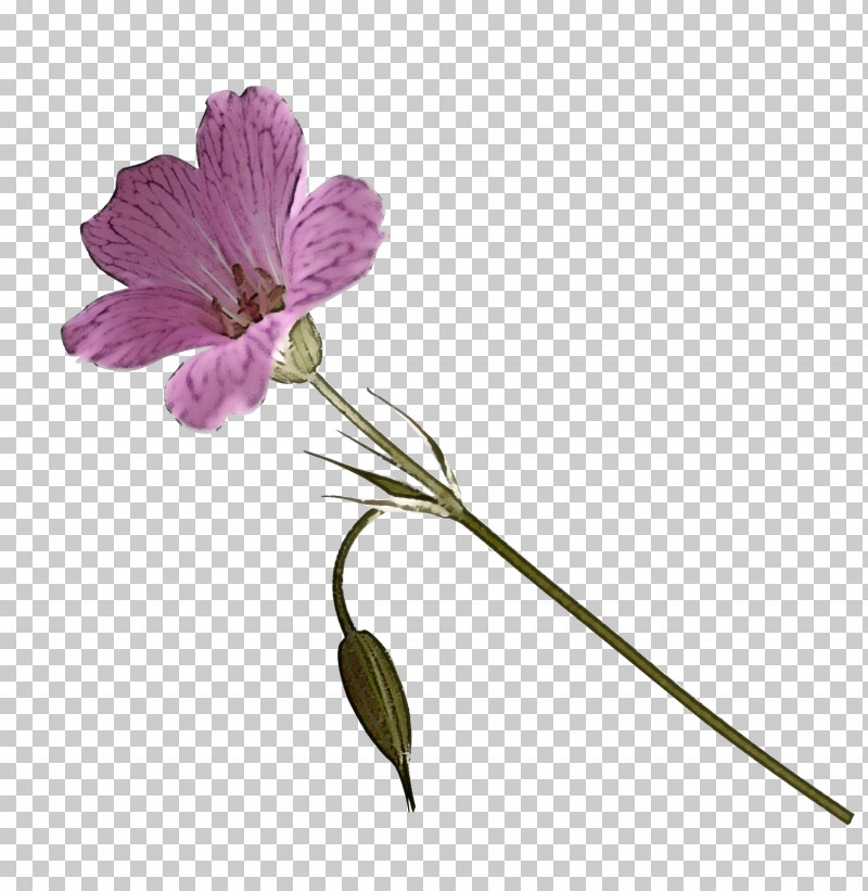 Flower Plant Petal Pedicel Wild Cranesbill PNG, Clipart, Flower, Geranium, Herbaceous Plant, Pedicel, Petal Free PNG Download