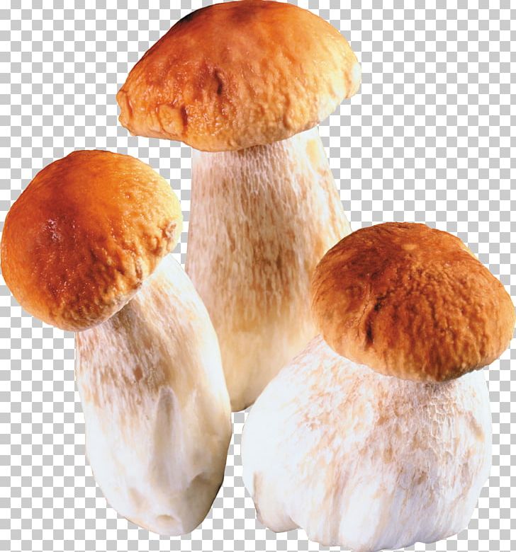Edible Mushroom Penny Bun Fungus PNG, Clipart,  Free PNG Download