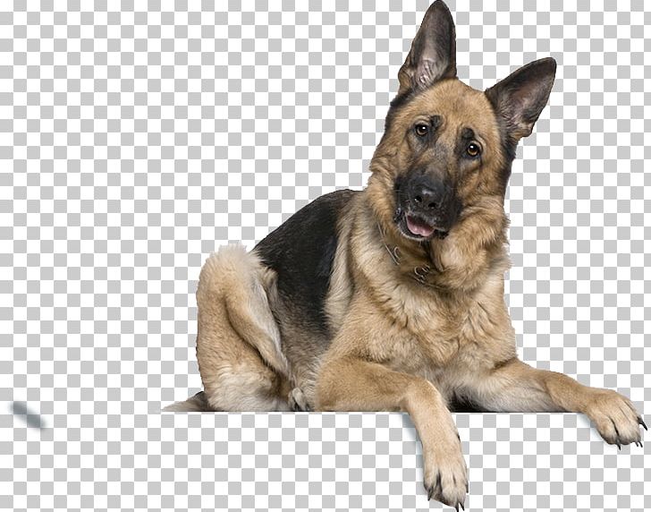 German Shepherd Cat Puppy Labrador Retriever Border Collie PNG, Clipart, Animals, Border Collie, Carnivoran, Dog Breed, Dog Breed Group Free PNG Download