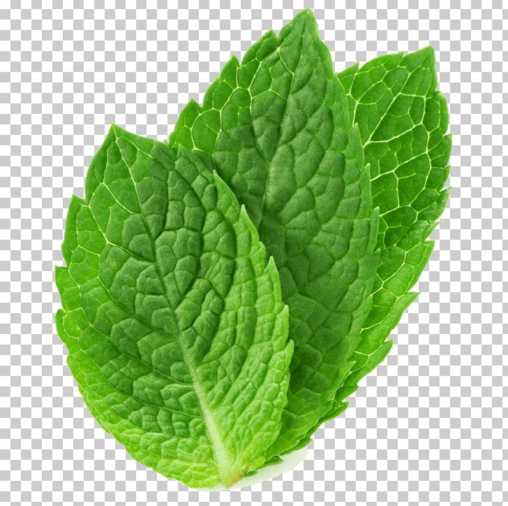 Peppermint Mentha Spicata Mentha Arvensis Stock Photography Herb PNG, Clipart, Desktop Wallpaper, Food, Herb, Herbalism, Leaf Free PNG Download