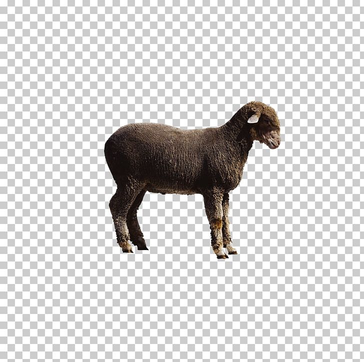 Sheep Cattle Goat PNG, Clipart, Animal, Animals, Animal Slaughter, Background Black, Black Free PNG Download