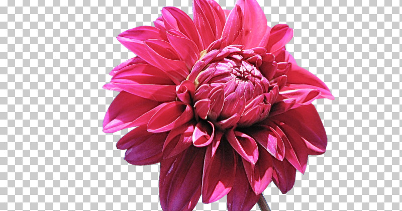 Flower Pink Petal Plant Dahlia PNG, Clipart, Cut Flowers, Dahlia, Daisy Family, Flower, Magenta Free PNG Download