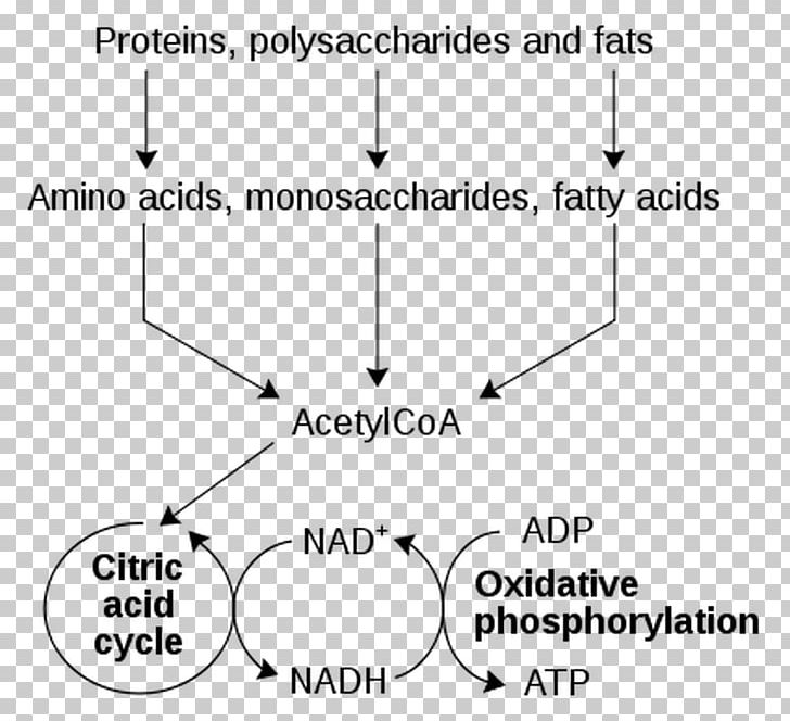 Metabolism Nicotinamide Adenine Dinucleotide Catabolism Metabolic Pathway Cell PNG, Clipart, Anabolism, Angle, Area, Biochemistry, Biology Free PNG Download