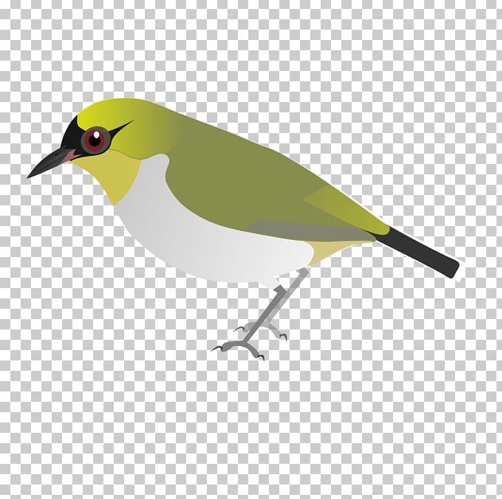 Togian Islands Eurasian Golden Oriole Togian White-eye Indian Golden Oriole White-eyes PNG, Clipart, Beak, Bird, Chestnut, Eurasian Golden Oriole, Eye Free PNG Download