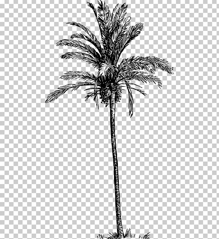 Asian Palmyra Palm Babassu Arecaceae Date Palm Tree PNG, Clipart, Arecaceae, Arecales, Asian Palmyra Palm, Attalea, Attalea Speciosa Free PNG Download