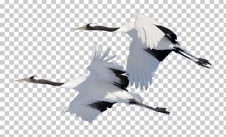 Bird Domestic Goose Cygnini Crane PNG, Clipart, Anatidae, Animal, Animals, Anser, Beak Free PNG Download