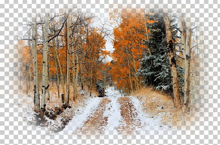 Snow Autumn Leaf Color Tree Desktop PNG, Clipart, Autumn, Autumn Leaf Color, Birch, Desktop Wallpaper, Forest Free PNG Download