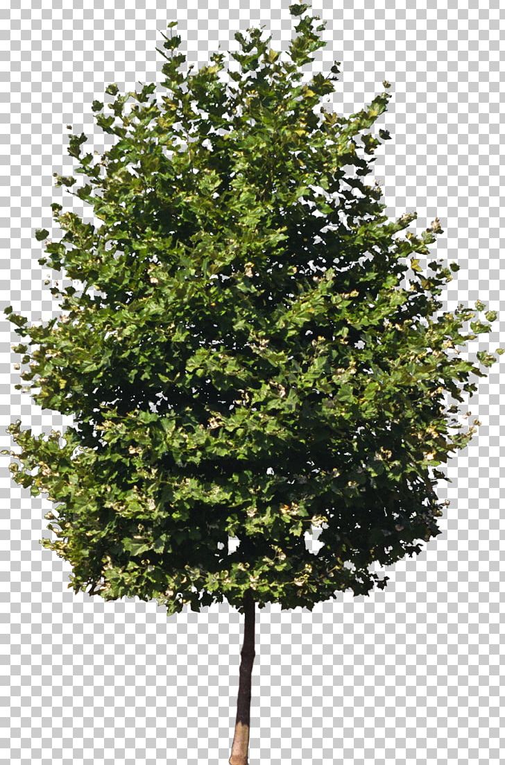 Tree Isometric Graphics In Video Games And Pixel Art Clipping Path Sprite PNG, Clipart, 3d Computer Graphics, Architect, Art, Branch, Bushes Free PNG Download