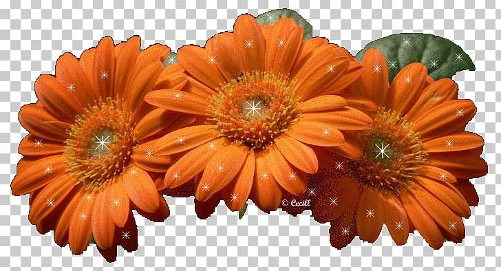 Blog Giphy Desktop PNG, Clipart, Animation, Blog, Blogger, Chrysanths, Cut Flowers Free PNG Download