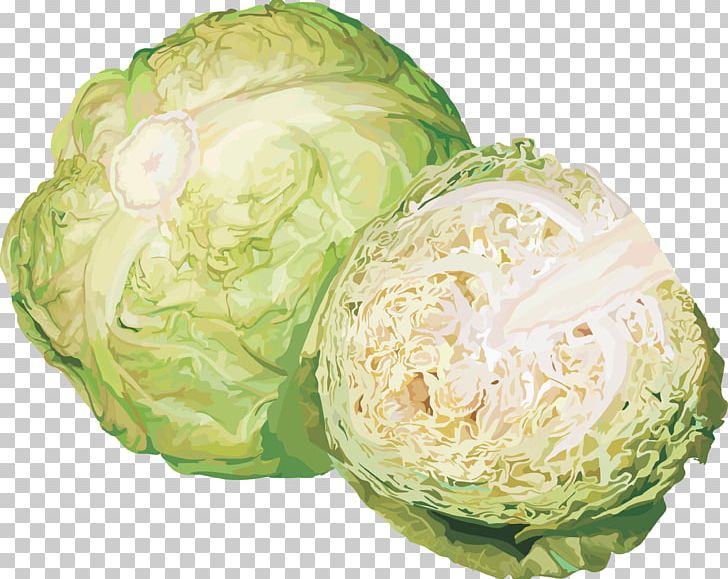 Cabbage Vegetable Cauliflower Kohlrabi PNG, Clipart, Abgoals, Brassica Oleracea, Cabbage, Cauliflower, Clip Art Free PNG Download