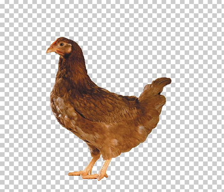Chicken Broiler Hen Rooster Photography PNG, Clipart, Animal Husbandry, Animals, Aviculture, Beak, Bird Free PNG Download