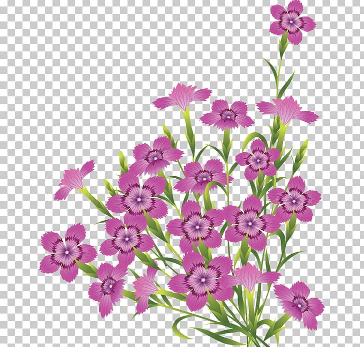 Flower Desktop Floral Design PNG, Clipart, Annual Plant, Cut Flowers, Desktop Wallpaper, Dianthus, Flora Free PNG Download