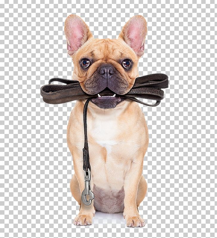 Puppy Pug Leash Dog Training Pet Sitting PNG, Clipart, Animals, Bulldog, Carnivoran, Collar, Companion Dog Free PNG Download