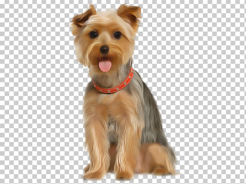 Dog Yorkshire Terrier Companion Dog Terrier Snout PNG, Clipart, Australian Silky Terrier, Biewer Terrier, Companion Dog, Dog, Puppy Free PNG Download