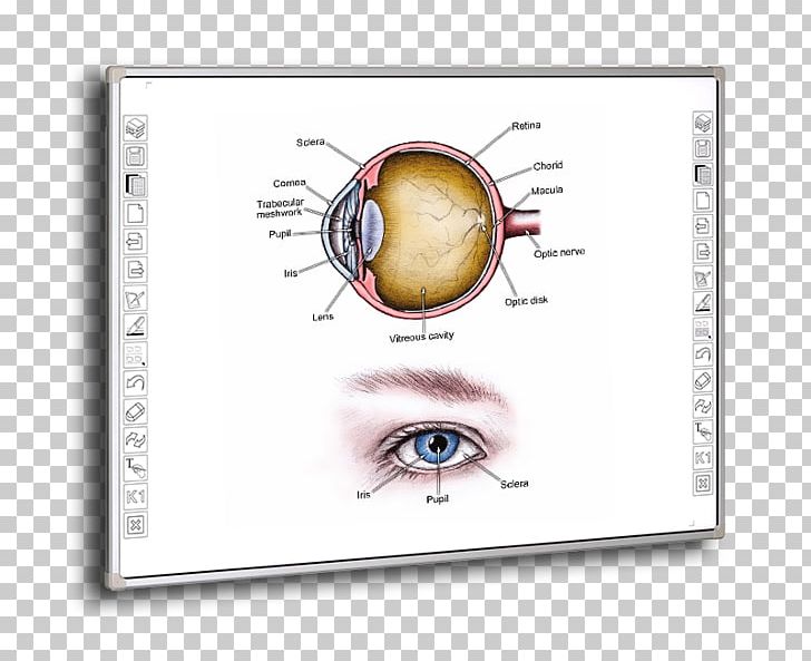 Angle-closure Glaucoma Intraocular Pressure Eye Open-angle Glaucoma PNG, Clipart, Angle, Angleclosure Glaucoma, Compuage Infocom Ltd, Disease, Eye Free PNG Download