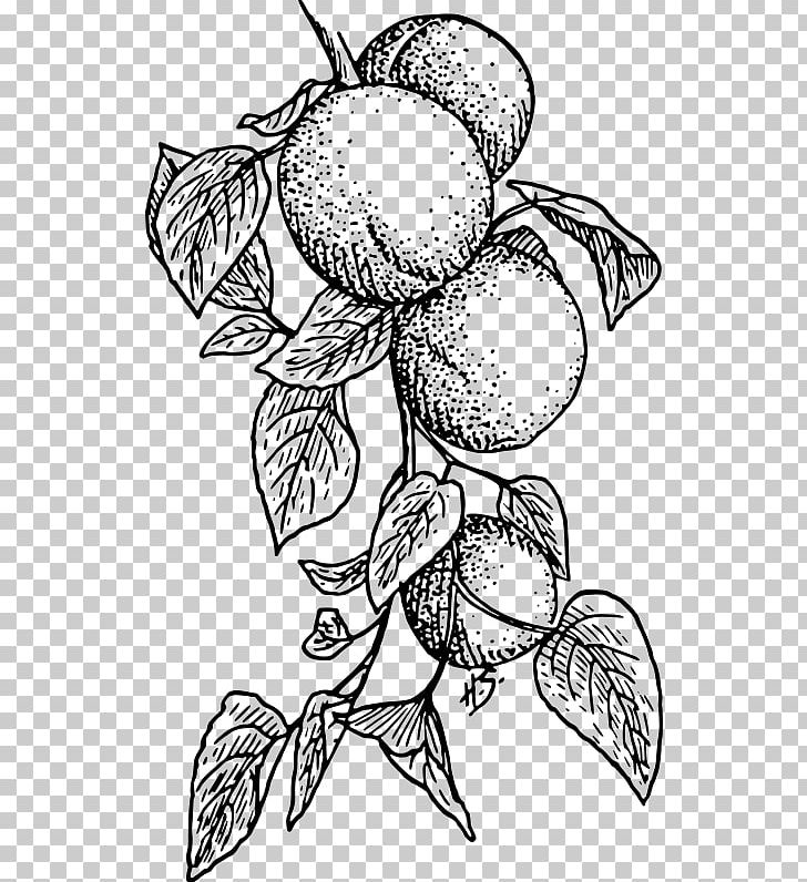 Apricot Fruit PNG, Clipart, Apricot, Artwork, Black, Black And White, Branch Free PNG Download