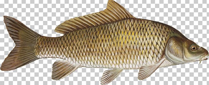 Common Carp Grass Carp Fish Cyprinidae PNG, Clipart, Angling, Animal Figure, Animals, Bony Fish, California Halibut Free PNG Download