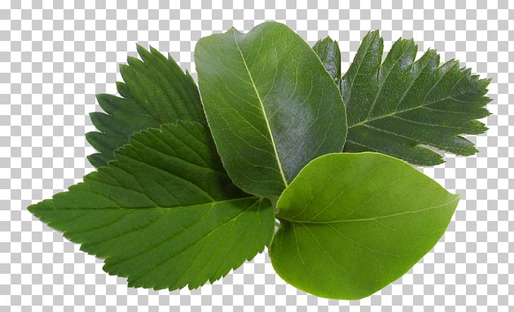 Leaf Tree Arum-lily Guiana Chestnut Plant PNG, Clipart, Arumlily, Domanmetoden, Feuille, Flower, Grass Free PNG Download