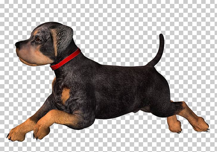 Rottweiler Dachshund Puppy PNG, Clipart, Bitmap, Black And Tan Terrier, Carnivoran, Dachshund, Display Resolution Free PNG Download