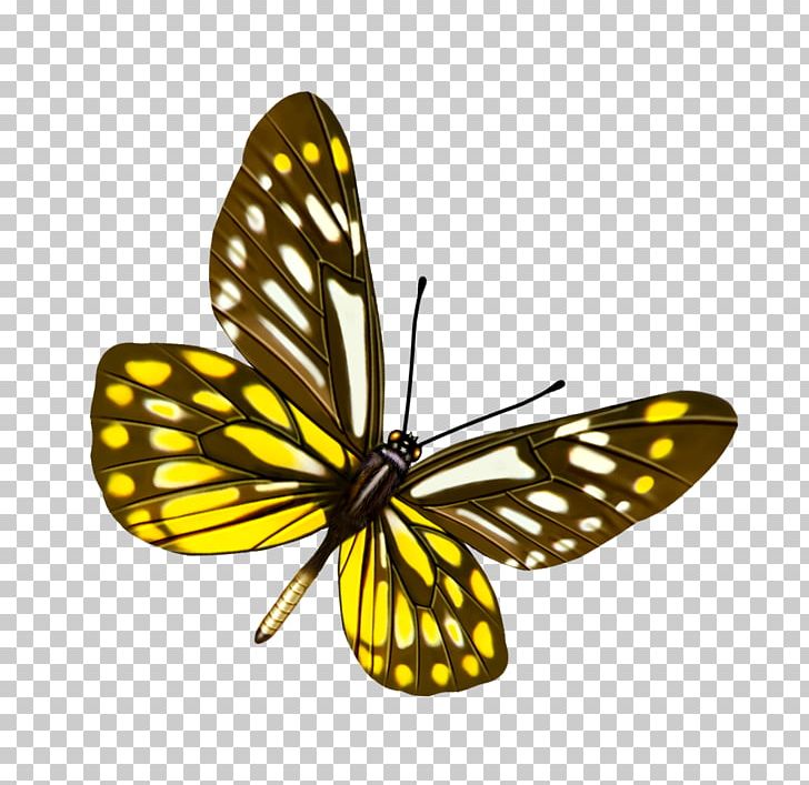 Butterfly PNG, Clipart, Arthropod, Blue Butterfly, Brush Footed Butterfly, Butterflies, Butterfly Free PNG Download