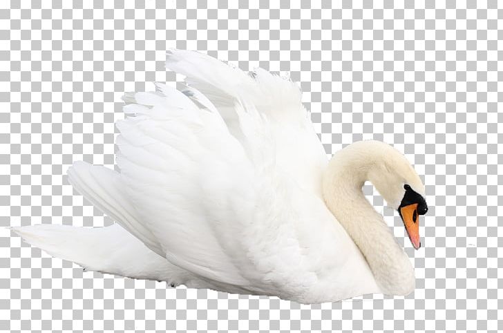 Cygnini Feather Water PNG