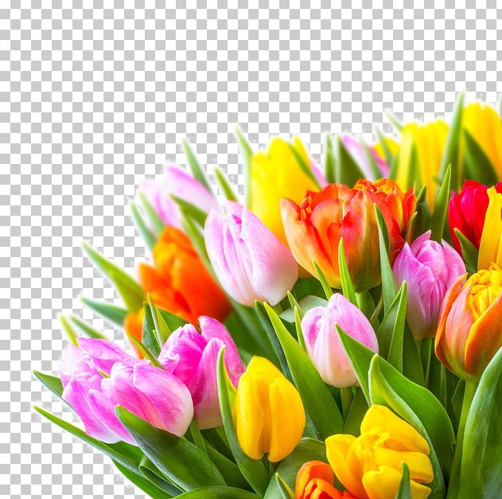 Netherlands Tulip Flower PNG, Clipart, Color, Computer Wallpaper, Flower Arranging, Flowers, Flowers Flowers Free PNG Download