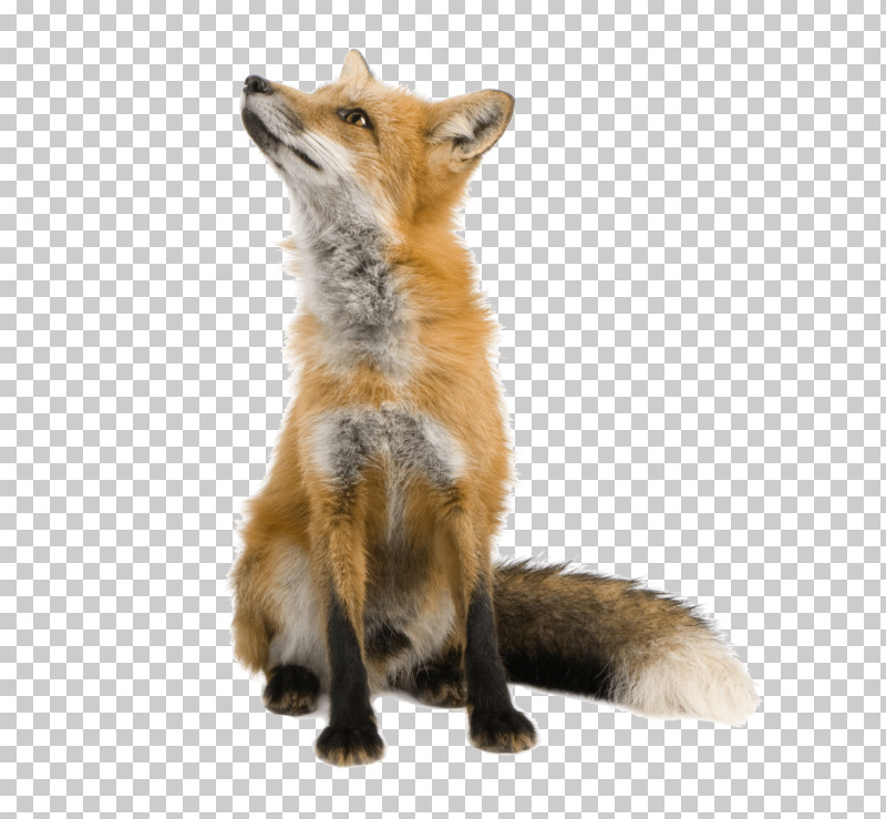 Red Fox Fox Swift Fox Wildlife Coyote PNG, Clipart, Coyote, Fox, Fur, Grey Fox, Jackal Free PNG Download