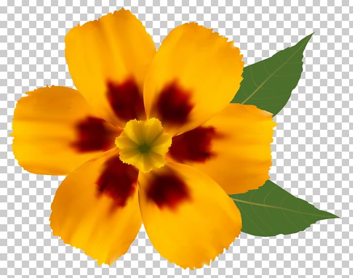 Flower Yellow PNG, Clipart, Annual Plant, Blue, Calendula, Color, Cut Flowers Free PNG Download