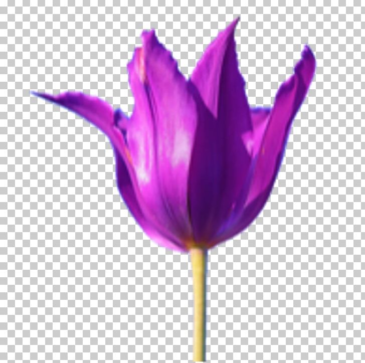 Tulip Crocus Petal Close-up Plant Stem PNG, Clipart, Background, Closeup, Crocus, Flower, Flowering Plant Free PNG Download