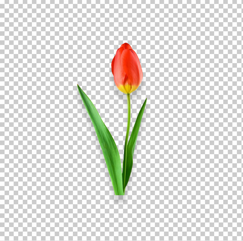 Tulip Flower Plant Petal Cut Flowers PNG, Clipart, Bud, Cut Flowers, Flower, Lily Family, Pedicel Free PNG Download