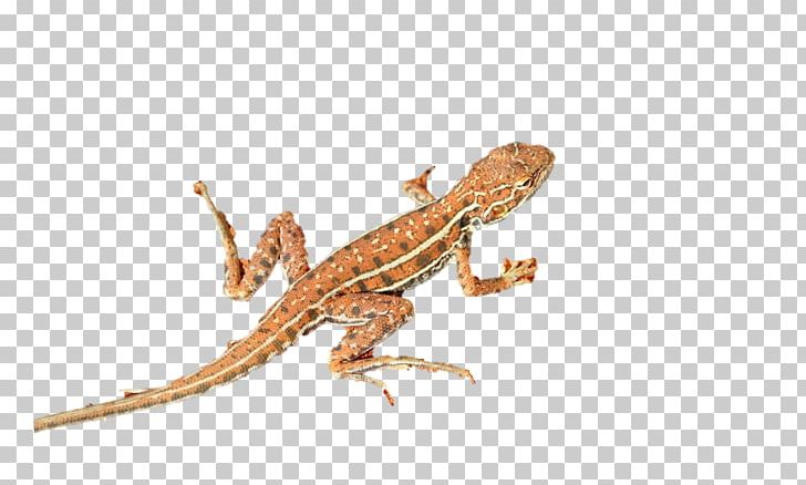 Agama Lizard Gecko PNG, Clipart, Agama, Agamidae, Amphibian, Animals, Common House Gecko Free PNG Download