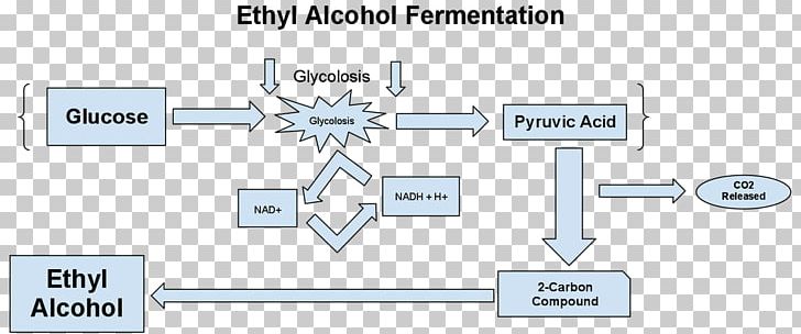 Ethanol Fermentation Diagram Alcoholic Drink PNG, Clipart, Acid, Alcohol, Alcoholic Drink, Alkol, Angle Free PNG Download