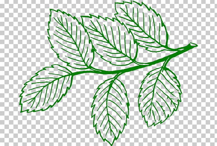 Leaf Tree Drawing PNG, Clipart, Ash, Askur, Black And White, Botanical Illustration, Boxelder Maple Free PNG Download