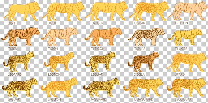 Lion Wildcat Tiger Jaguar PNG, Clipart, Asian Golden Cat, Big Cat, Big Cats, Black Panther, Carnivoran Free PNG Download