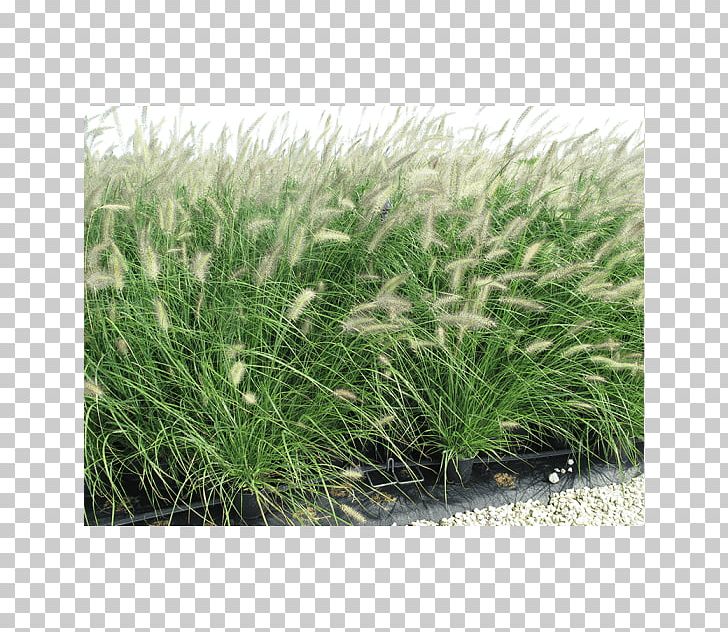 Sweet Grass Vetiver Chrysopogon Grasses PNG, Clipart, Chrysopogon, Chrysopogon Zizanioides, Grass, Grasses, Grass Family Free PNG Download