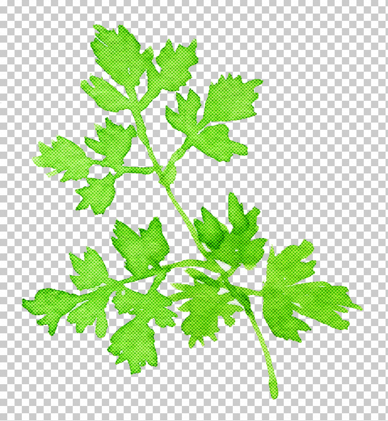 Parsley PNG, Clipart, Chervil, Chinese Celery, Coriander, Flower, Food Free PNG Download