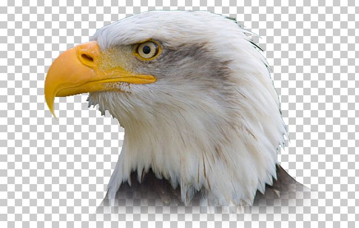 Bald Eagle Bird Philippine Eagle Golden Eagle PNG, Clipart, Accipitriformes, American, American Eagle, Animals, Bald Eagle Free PNG Download