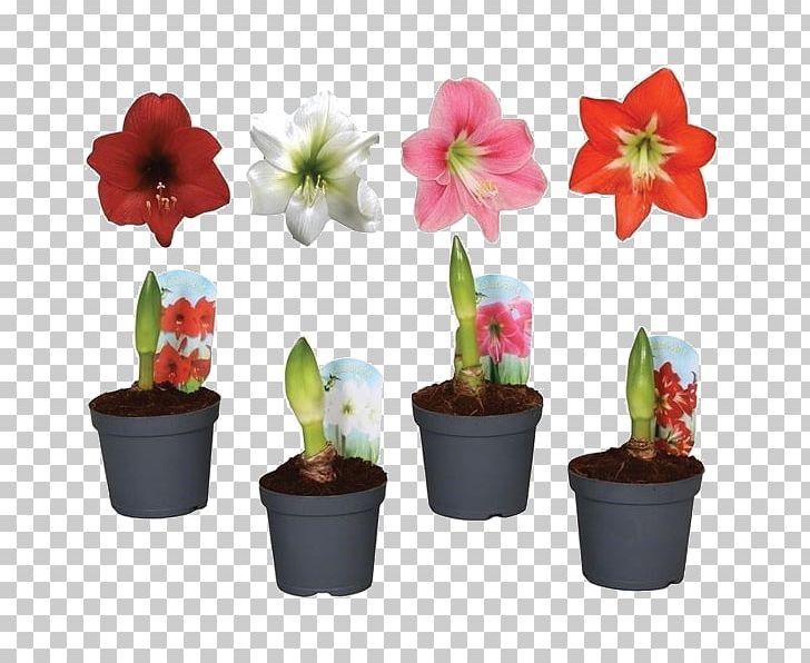 Houseplant Jersey Lily Amaryllis Flowerpot PNG, Clipart,  Free PNG Download