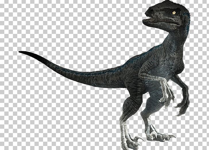 Velociraptor Universal S Tyrannosaurus Stygimoloch Jurassic Park PNG, Clipart, Amblin Entertainment, Animal Figure, Dinosaur, Extinction, Fallen Free PNG Download