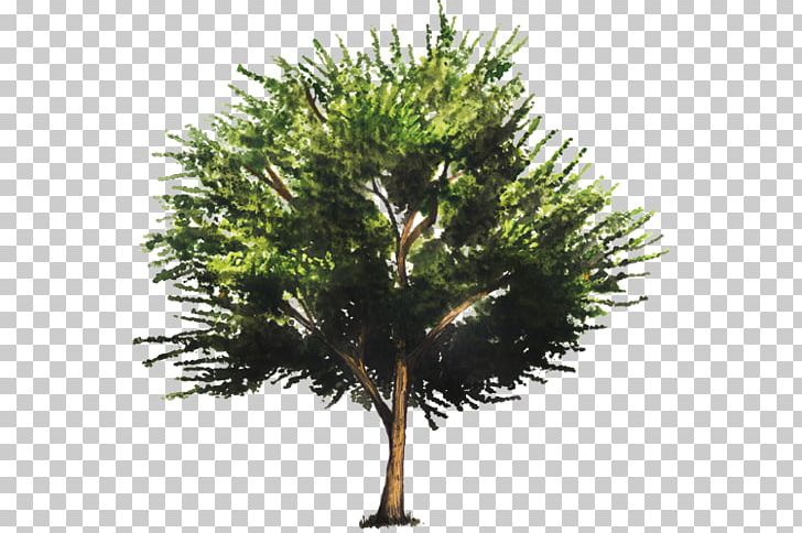 Trema Micrantha Houseplant Tree PNG, Clipart, Air Pollution, Air Quality Index, Auglis, Branch, Conifer Free PNG Download