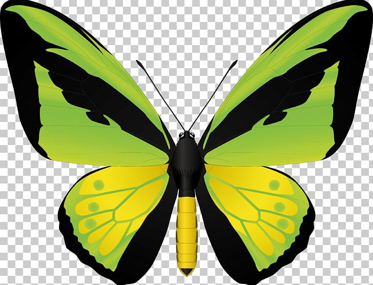 Butterfly Birdwing PNG, Clipart, Aaa, Animation, Brush Footed Butterfly, Cartoon, Insects Free PNG Download