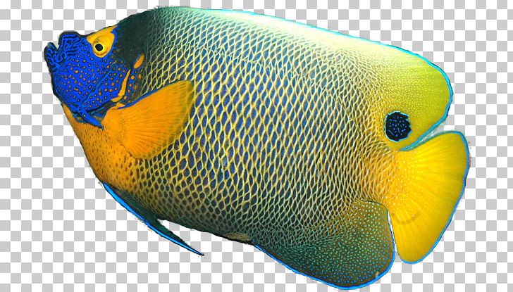 Gray Angelfish Pomacanthus Xanthometopon Tropical Fish PNG, Clipart, Angelfish, Animals, Beak, Coral Reef Fish, Desktop Wallpaper Free PNG Download