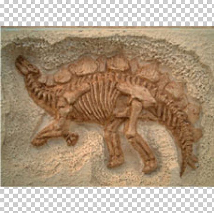 Stegosaurus Dinosaur Fossil Relief Thailand PNG, Clipart, Archaeology, Box, D 18, D 20, Dinosaur Free PNG Download