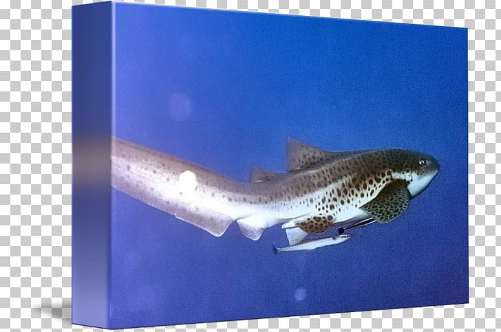 Tiger Shark Requiem Sharks Marine Biology PNG, Clipart, Biology, Carcharhiniformes, Cartilaginous Fish, Fauna, Fin Free PNG Download