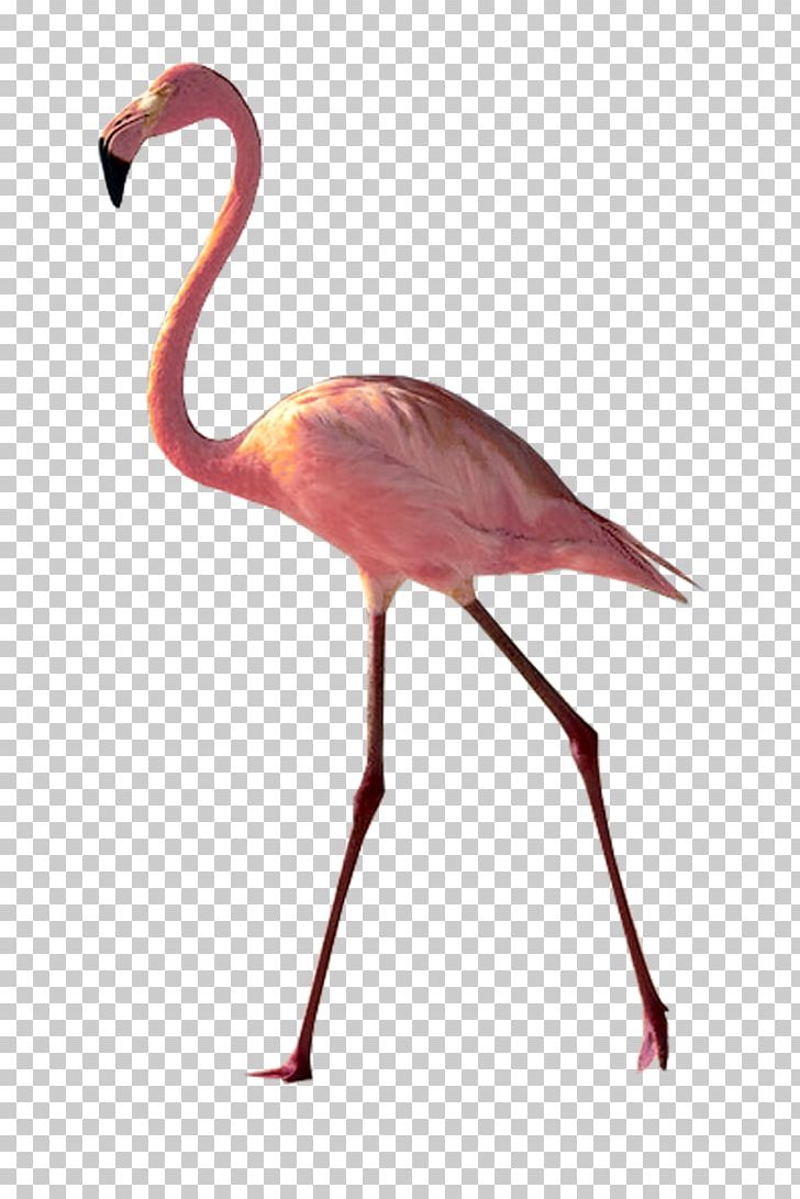 A Pink Flamingo Photograph Watercolor Painting PNG, Clipart, American Flamingo, Animals, Art, Beach, Beak Free PNG Download