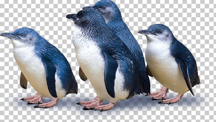 Dunedin Otago Peninsula Blue Penguins Pukekura Blue Penguins Pukekura PNG, Clipart, Animal, Animals, Beak, Bird, Dunedin Free PNG Download