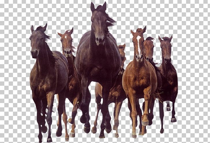 Mare Mustang Stallion Foal Mule PNG, Clipart, Animal, Animaux, Atlar, At Resimleri, Blog Free PNG Download