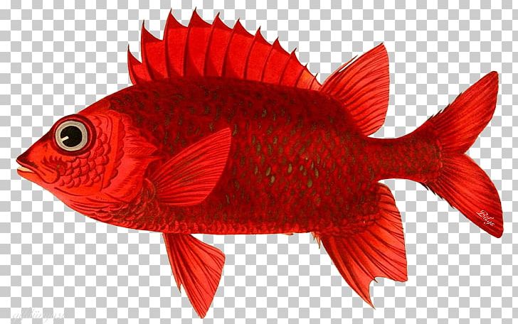 Northern Red Snapper Goldfish Orange Clownfish Maroon Clownfish Nemo PNG, Clipart, Aks, Animal, Animals, Biology, Bird Free PNG Download