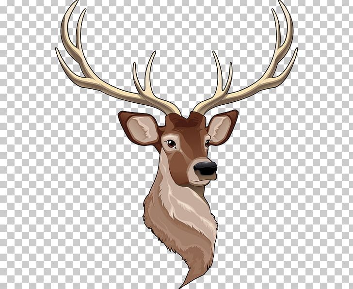 Reindeer White-tailed Deer PNG, Clipart, Animal, Animals, Antler, Child, Coloring  Free PNG Download